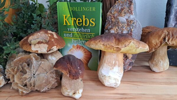 Krebs verstehen NEU